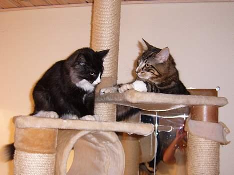 Norsk Skovkat Knald i Låget - Knald i Låget med sin kuld-bror Sexchikane billede 4