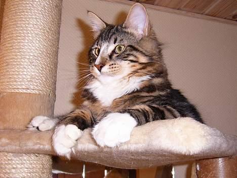 Norsk Skovkat Knald i Låget billede 5