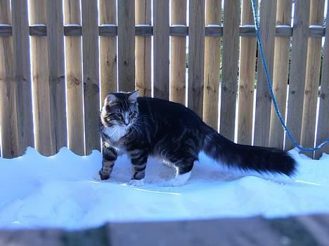 Norsk Skovkat Knald i Låget - Man er vel en Norsk Skovkat. billede 6