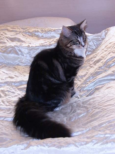 Norsk Skovkat Knald i Låget billede 7