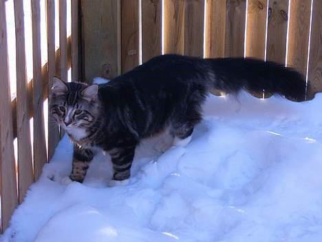 Norsk Skovkat Knald i Låget billede 8