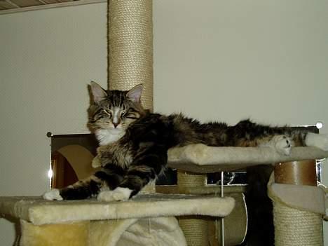 Norsk Skovkat Knald i Låget billede 9