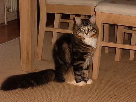 Norsk Skovkat Knald i Låget billede 10