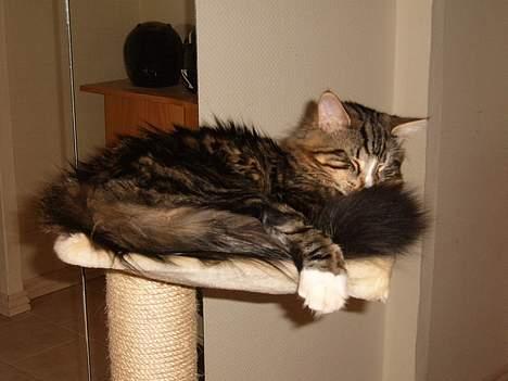 Norsk Skovkat Knald i Låget billede 11