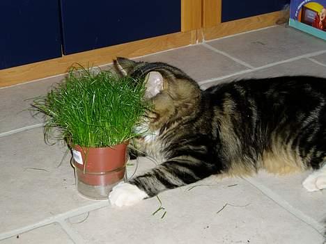 Norsk Skovkat Knald i Låget - Kattegræs er lækkert billede 12