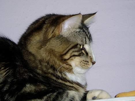 Norsk Skovkat Knald i Låget billede 13