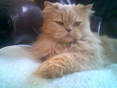 Perser Nikita - Íhh altså er duher nu igen med det kamara? billede 5