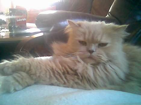 Perser Nikita - Nu vel.. Så kan jeg vel alligevel lege model kat når du nu alligevel er her billede 6