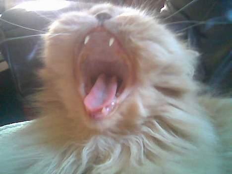 Perser Nikita - BRØØØL! billede 7