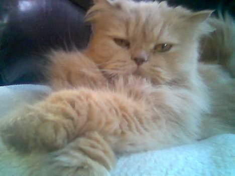 Perser Nikita - Ih altså jeg er jo såå fin! billede 8