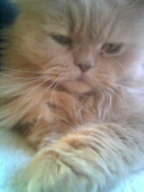 Perser Nikita - Mon jeg bliver berømt en skønne dag? billede 9