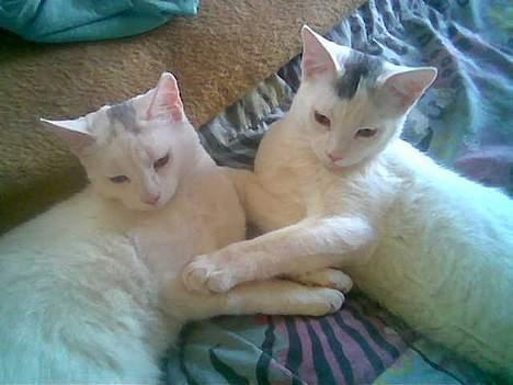 Blanding af racer Sheilla Ann Malone - Shilla til venstre! Neej hvor er det skøønt at putte sig sammen !! billede 7