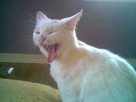 Blanding af racer Sheilla Ann Malone - jaah lidt løve er der over mig!  billede 8