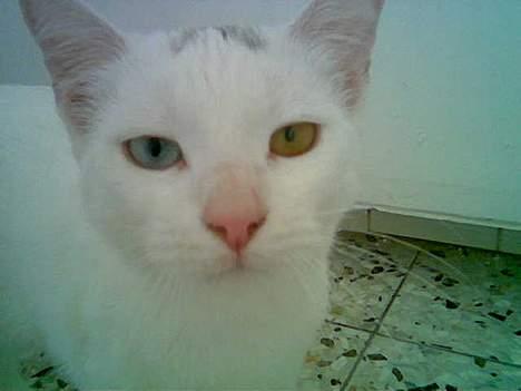 Blanding af racer Sheilla Ann Malone - Jaah mine øjne er ret speciele ik´?  billede 9