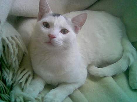 Blanding af racer Rooney Malone(& hans bror - Jamen heeej!! jeg er Rooney. Bare roolig! - flere billeder kommer billede 1