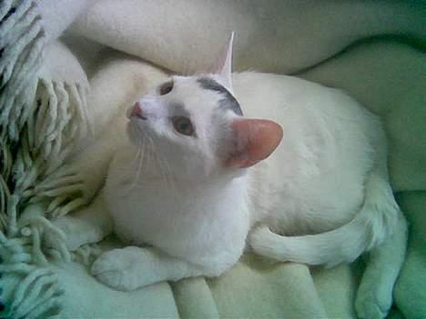 Blanding af racer Rooney Malone(& hans bror billede 2