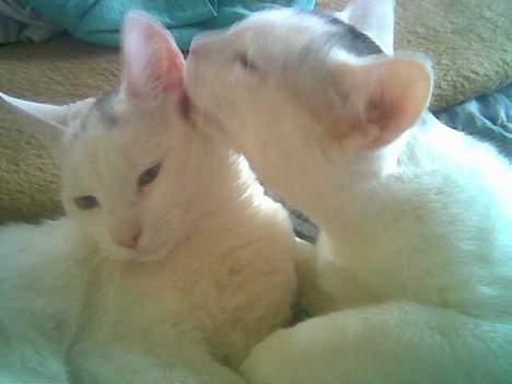 Blanding af racer Rooney Malone(& hans bror - Hmm.. Vasker lige Shil (min søster) så hun kan blive ordenligt ren billede 3