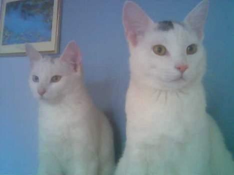 Blanding af racer Rooney Malone(& hans bror - Mig og min søster, Shilla. Jeg er altså dne til højre hvis du nu var i tvivl ;-) billede 4