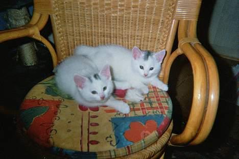 Blanding af racer Rooney Malone(& hans bror - Mig ig Bobby i den dejlige og behallige stol! Jeg er den med den helt sorte plet, altså den bagerste billede 5