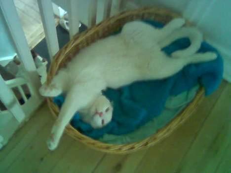 Blanding af racer Rooney Malone(& hans bror - Arrrrh hvor er det dejligt at ligge på denne måde!! billede 6