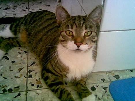 Huskat Molly Cat Malone - Der er ikke noget bedre end at varme sig på toilletes gulv i en kold vinter måned (vi har gulv varme på toilettet) billede 2