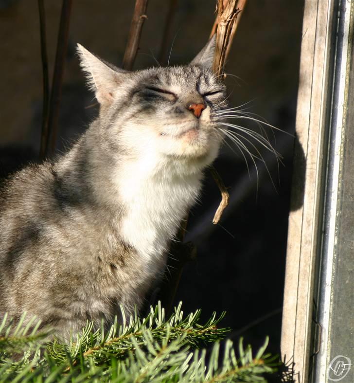 Huskat Baby billede 15