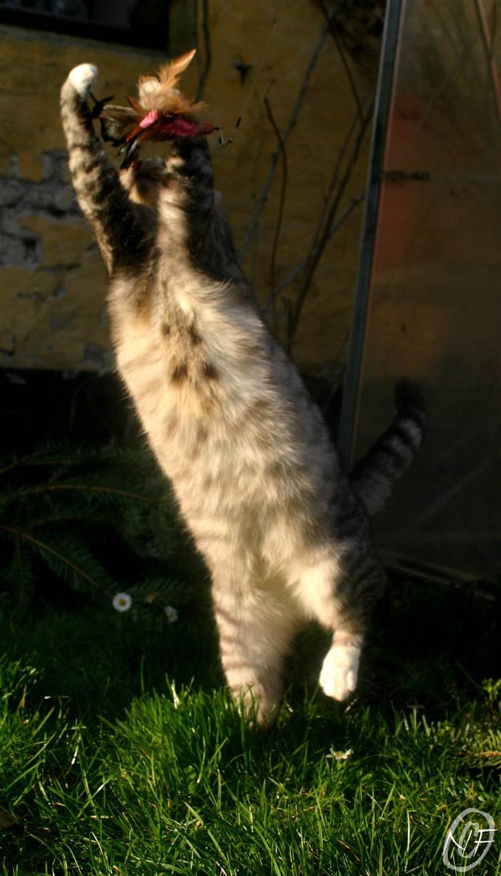 Huskat Baby - Leger  med moar i haven.. Se mine fine pletter på dunken =D billede 18