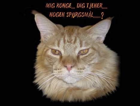 Maine Coon BALDER billede 17