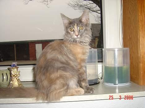 Maine Coon † Pjuske † - Herfra vinduet kan jeg se det hele billede 2