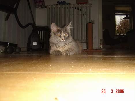 Maine Coon † Pjuske † - Ligger lige så pænt billede 3
