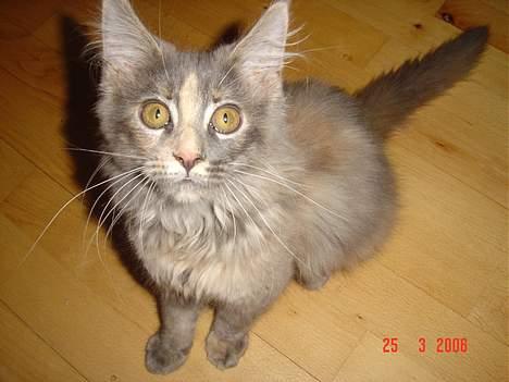 Maine Coon † Pjuske † - Jeg stiger da bare på dig billede 4