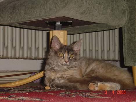 Maine Coon † Pjuske † - Jeg blev da lige lidt forskrækket billede 5