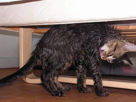 Norsk Skovkat Loke - En lidt utilfreds Loke efter en badetur...Han tog det heldigvis pænt :0) billede 3