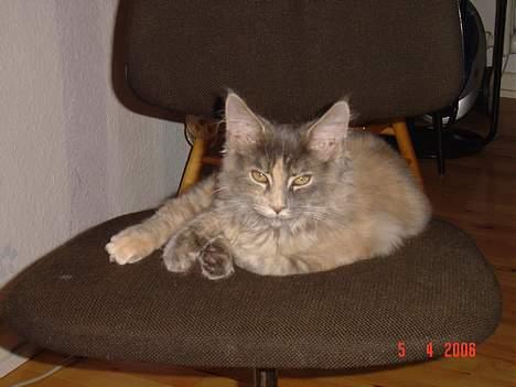 Maine Coon † Pjuske † - Jeg låner lige stolen  billede 6
