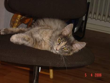 Maine Coon † Pjuske † - Låner lige stolen til en slapper billede 7