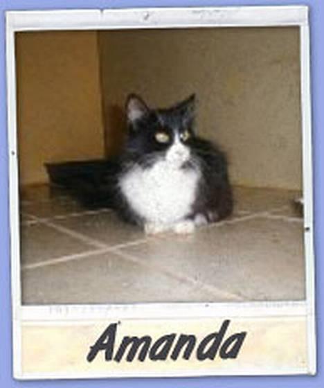Norsk Skovkat Majlund's Amanda *R.I.P* billede 2