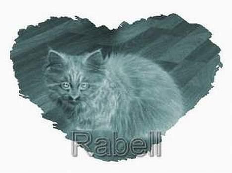 Blanding af racer Rabell - løbet bort:-( - Se mig. Der var lige en flink pige som ville lege med mine billeder;-) billede 13