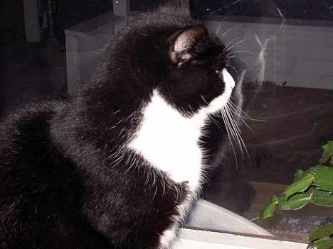 Blanding af racer Sigurd <3 - sigurd sidder og skuer ud over sit kongerige billede 1