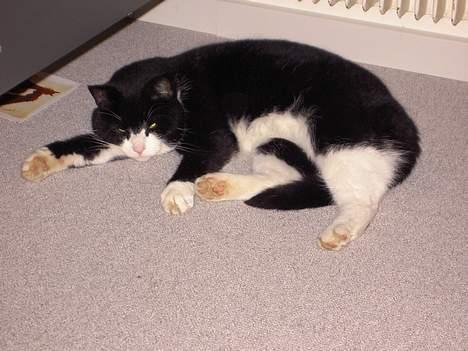 Blanding af racer Sigurd <3 - Gaab  billede 2