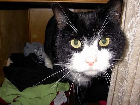 Blanding af racer Sigurd <3 - Hvaad!? Jeg har ikk været inde og sove i dit tøjskab, moar  billede 3