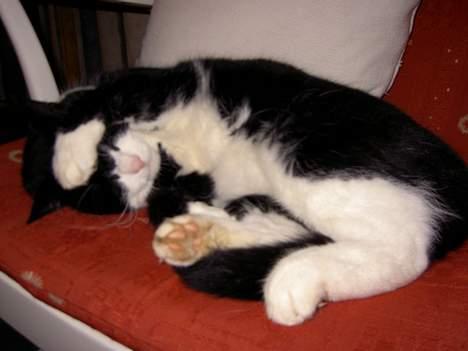 Blanding af racer Sigurd <3 - Jeg sover! Skriiid billede 4