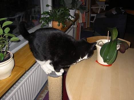 Blanding af racer Sigurd <3 - Hopla billede 5