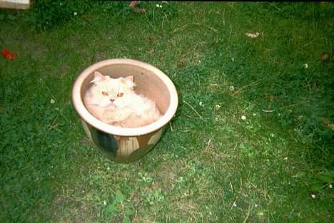 Perser Nikita - Heej! her gemmer jeg mig i potten :-) Arrrh det er herligt at ligge her nede. Du skulle prøve det :-)) billede 10