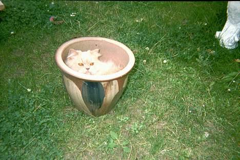 Perser Nikita billede 11