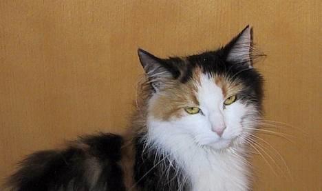 Blanding af racer † Nønne † - modelmisser billede 18