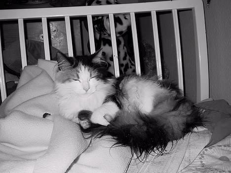 Blanding af racer † Nønne † - heh, sort hvid billede 19