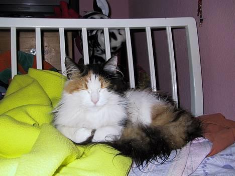 Blanding af racer † Nønne † - ZzZzZzZzZ billede 20