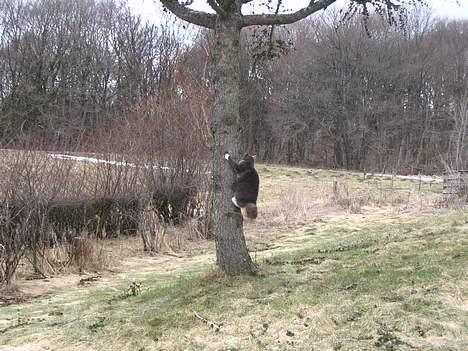 Maine Coon Chrisdahl's Dolly billede 18