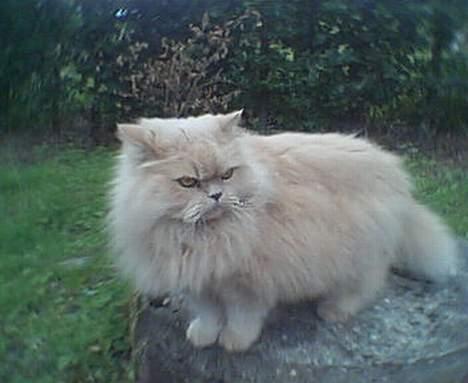 Perser Nikita billede 12