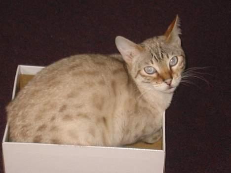 Bengal Trillo billede 18
